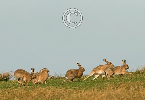    Brown Hares DM2006
